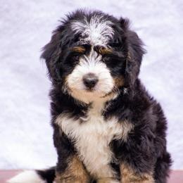 Moon - Tri-color female Bernedoodle puppy in Glendale, Arizona from Arizona Bernedoodles