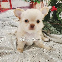 Lenox - Cream and white male Chihuahua puppy in Ponca City, Oklahoma from Bliss Acres Farm