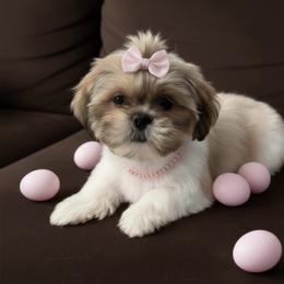 Lily - Silver and white female Shih Tzu puppy in Port Orchard, Washington from Buttons N Bows