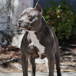 Finneas - American Pit Bull Terrier