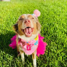 Rainy - Red merle female Miniature Australian Shepherd puppy in Kaufman, Texas from Xoxo Aussies