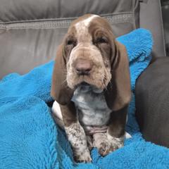 Bracco Italiano and Chihuahua Puppies from Snow Peak Kennel