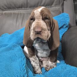 Bracco Italiano and Chihuahua Puppies from Snow Peak Kennel