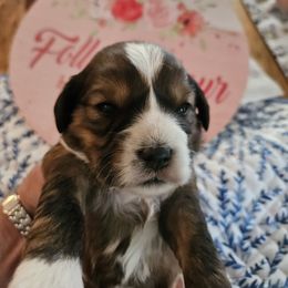 Snow White - Sable female Tibetan Terrier puppy in Dorena, Oregon from West Coast Tibetans
