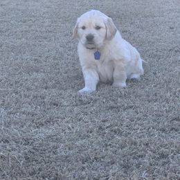 Golden Retriever Puppies from Daniel Ranch Golden Retrievers