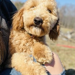 Darla - Goldendoodle