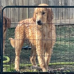 Blossom - Golden female Golden Retriever puppy in Lemoore, California from UnrivaledGoldens
