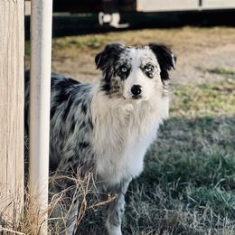 Hasty - Australian Shepherd