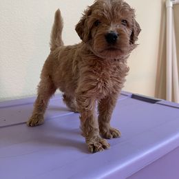 Double Doodle, Goldendoodle, Labradoodle, and Poodle Puppies from Amore Doodles & Poodles