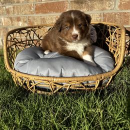 Australian Shepherd Puppies from Aussome Okie Aussies