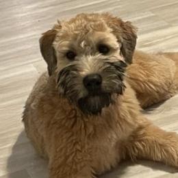 Bernedoodles, Poodles, Soft Coated Wheaten Terriers, and Whoodles from Islands Wheatens and Poodles