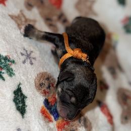 Royal - Black male Miniature Schnauzer puppy in Warren, Michigan from T&T