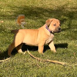 Girl 1 - Red female Boerboel puppy in Pennsylvania from Cold River Boerboels