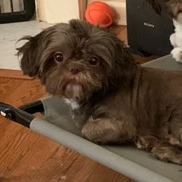 Finn - Shih Tzu