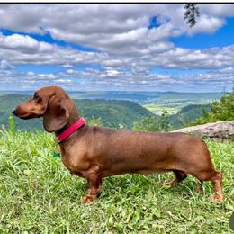 Dachshund All Grown Up from Hotdawgz standard AKC dachshunds