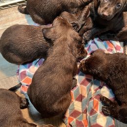 Dilute Retriever and Labrador Retriever Puppies from CKB Labradors