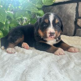 Flash - Black rust and white male Bernese Mountain Dog puppy in Dundee, Ohio from Steinhaus Dogs