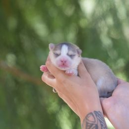 Blueberry - Blue female Pomsky puppy in Coos Bay, Oregon from Ocean View Pomskies