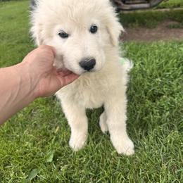 Male 2 - White male Maremma Sheepdog puppy in New Auburn, Wisconsin from Cordell Corgis