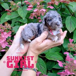 Sunkist - Blue merle female Aussiedoodle puppy in Cambridge, Minnesota from Country Meadow Doodles