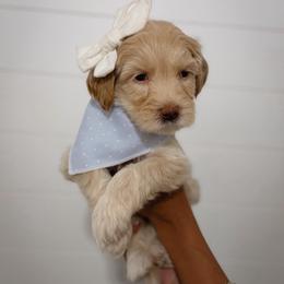 Julep Belle - Apricot female Goldendoodle puppy in Fleming Island, Florida from Island Doodles