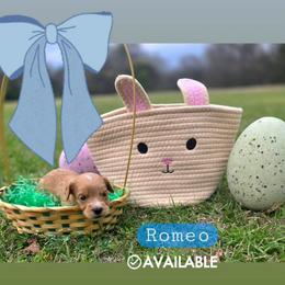 Romeo - male Cavapoochon puppy in Bullard, Texas from Cavapoochon Central LLC