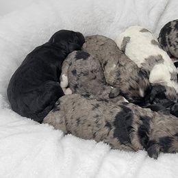 Bernedoodle, Double Doodle, and Goldendoodle Puppies from Winding Creek Ranch