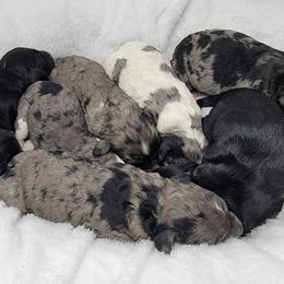 Bernedoodle, Double Doodle, and Goldendoodle Puppies from Winding Creek Ranch