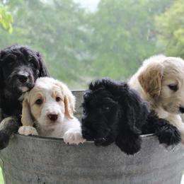 Aussiedoodle puppies from Champion Farms Doodles
