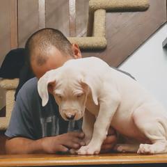 Dogo Argentino Puppies from De la Fuerza de Dios