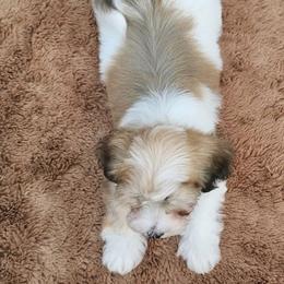 Cavachon, Cavalier King Charles Spaniel, Cavapoo, and Havanese Puppies from Peaks Pups & Cavachon Love Chocolate Cavaliers, Cavaliers, Cavachon’s, Cavapoos & Havanese