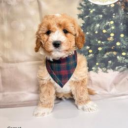 Comet - Apricot male Goldendoodle puppy in Pocasset, Massachusetts from Mini Goldendoodles of Cape Cod