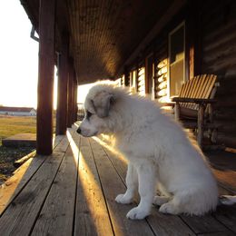 Great Pyrenees Puppies from Empyre Great Pyrenees