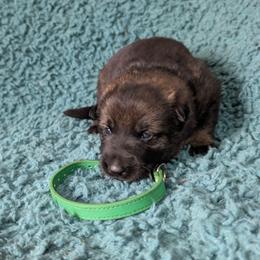 Green - Sable male German Shepherd puppy in Motley, Minnesota from Von Thomson Haus