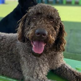 Labradoodles from Glory Labradoodle’s