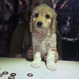 Peppermint Patty - Cream female Aussiedoodle puppy in Cumberland, Rhode Island from W Doodle Crew