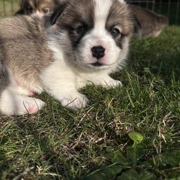 Pembroke Welsh Corgi Puppies from Ok hear me out. Corgis