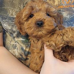 Rubble - Red male Cockapoo puppy in Mena, Arkansas from Ouachita River Cockapoos