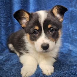 Buckingham - Black and tan male Pembroke Welsh Corgi puppy in Castle Rock, Washington from Heckman Corgis