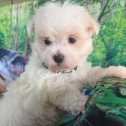 Fluffy - White male Maltipoo puppy in Chariton, Iowa from Mia Lucky Home