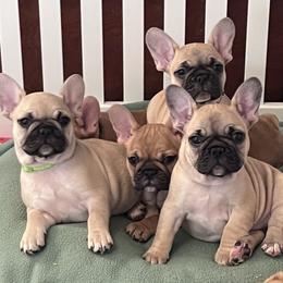 French Bulldog Puppies from White Hippo Frenchies