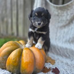 Raven - Black tri-color female Australian Shepherd puppy in Salem, Oregon from Steady Aim Aussies