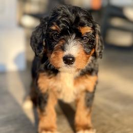 Sophie Girl 4 - Tri-color female Bernedoodle puppy in Russiaville, Indiana from Pleasant Creek Minibernedoodles