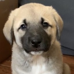 Boy 2 - Gray fawn Anatolian Shepherd Dog puppy in Michigan from T&S Anatolians