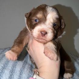 Reese - Red tri-color male Australian Shepherd puppy in Anniston, Alabama from All Hale Aussies