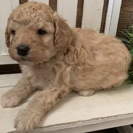 Violet - Apricot female Goldendoodle puppy in Haddam, Kansas from Golden B Acres