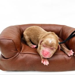 Todd - Caramel red male Australian Labradoodle puppy in Wamego, Kansas from Doodles of Oz