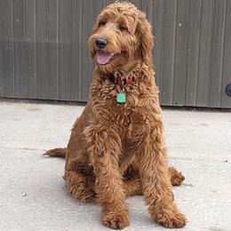 Ruba - Goldendoodle