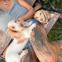 Rodger - Piebald male Dachshund puppy in Magnolia, Texas from Carrie’s Countryside Dachshunds