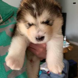 Alaskan Malamute Puppies from Sigma Alaskan Malamutes